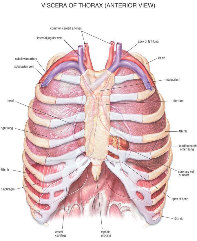 VISCERA OF THORAX