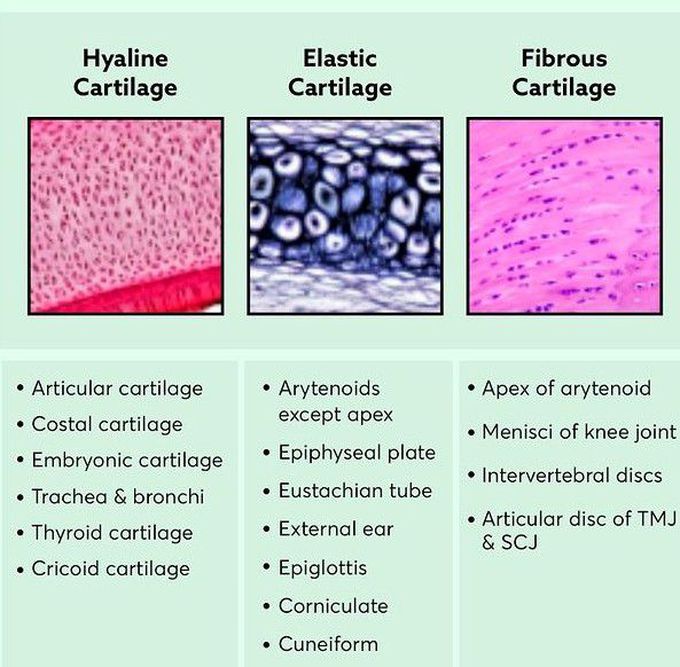 Types of cartilages