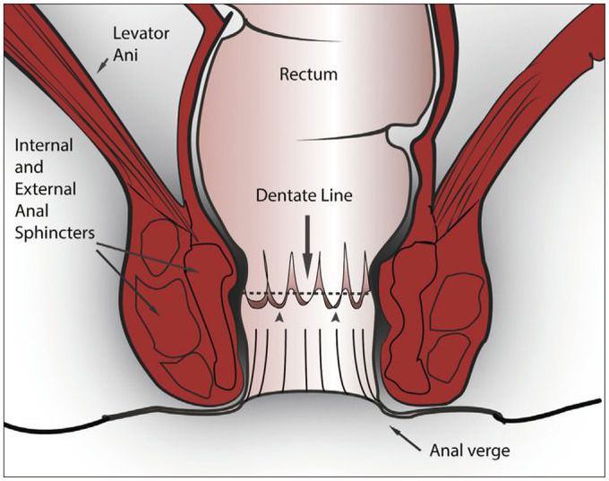 Pectinate Line