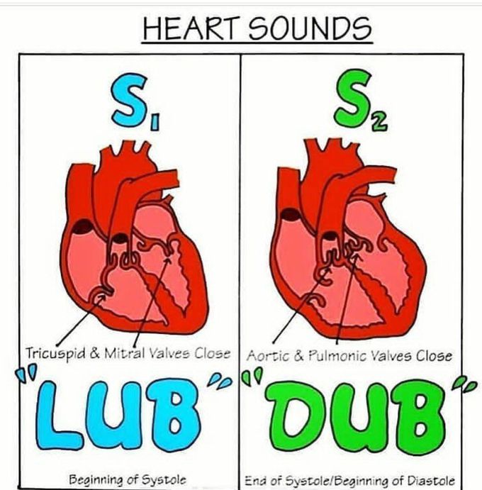 Heart   sounds