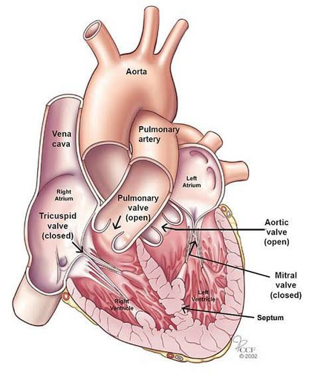 Anatomy of heart