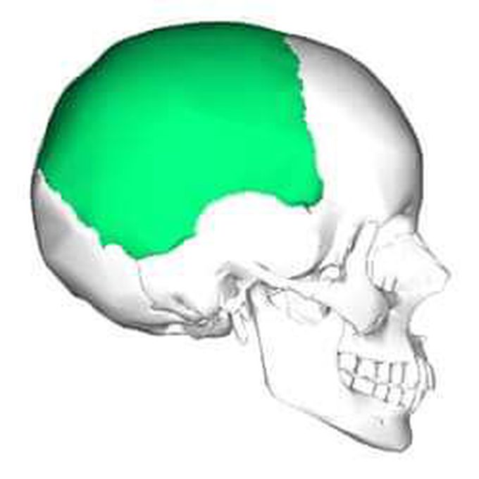 Which part of the skull bone is this?????