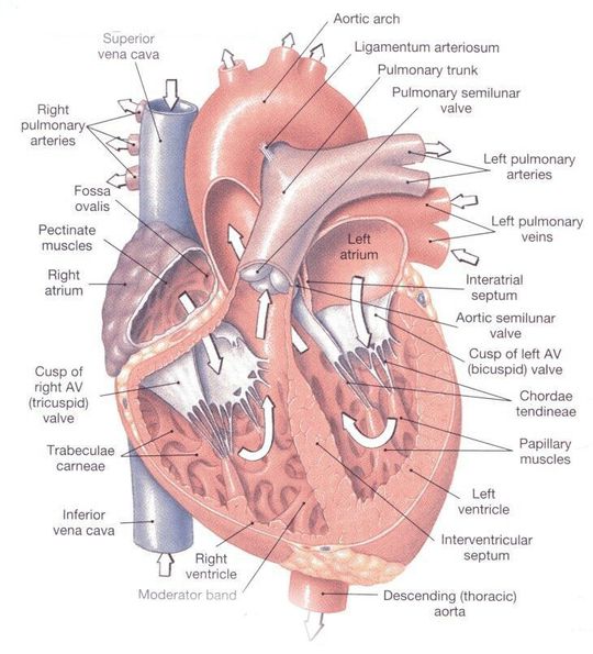 Hearts anatomy - MEDizzy