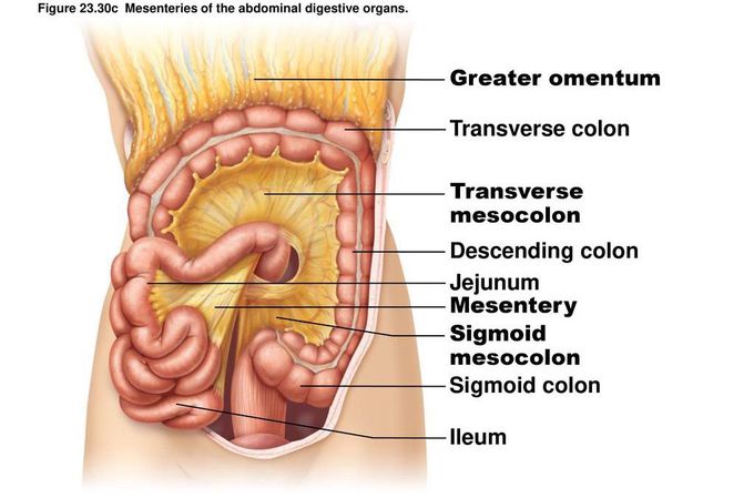 Mesentery and mesocolon