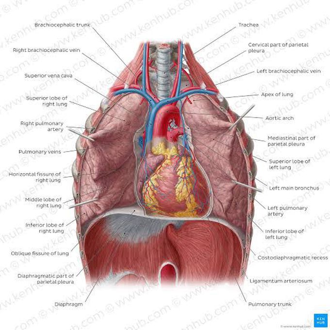 Thoracic anatomy