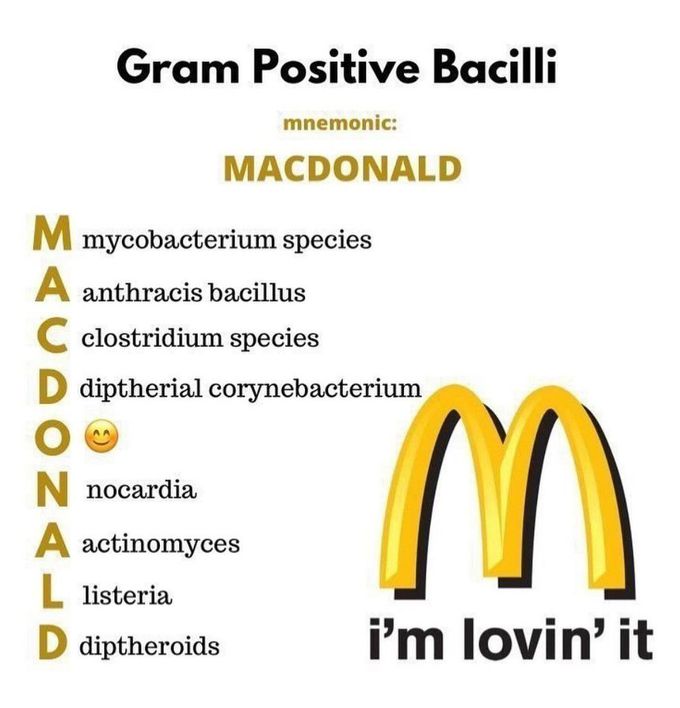 Gram Positive Bacilli