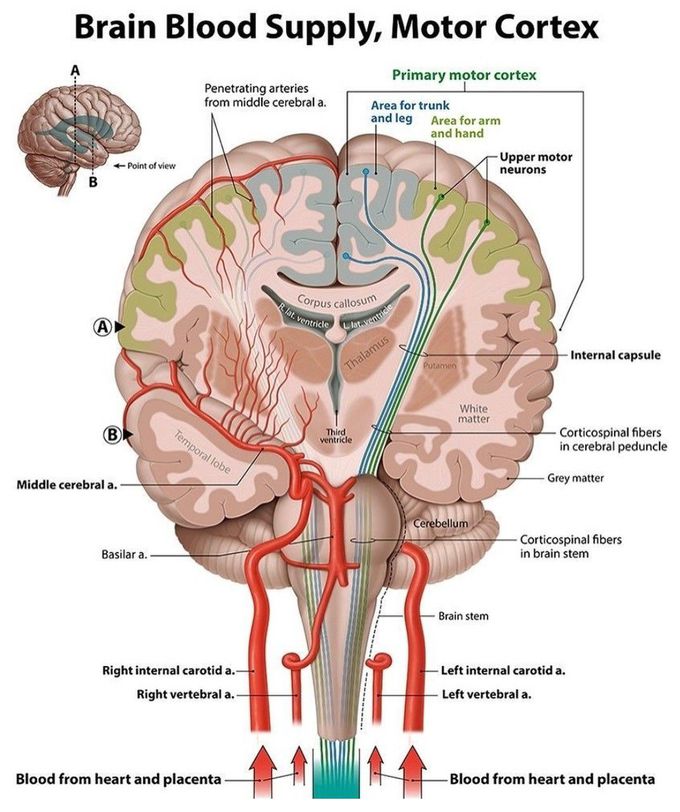 Brain Blood Supply