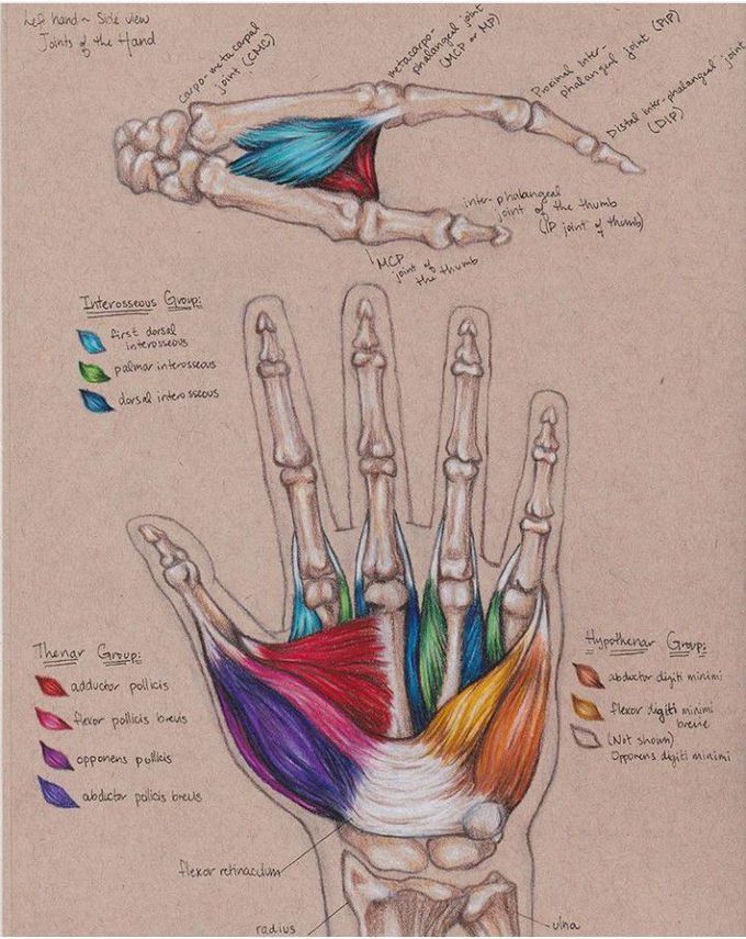 Muscles of hand