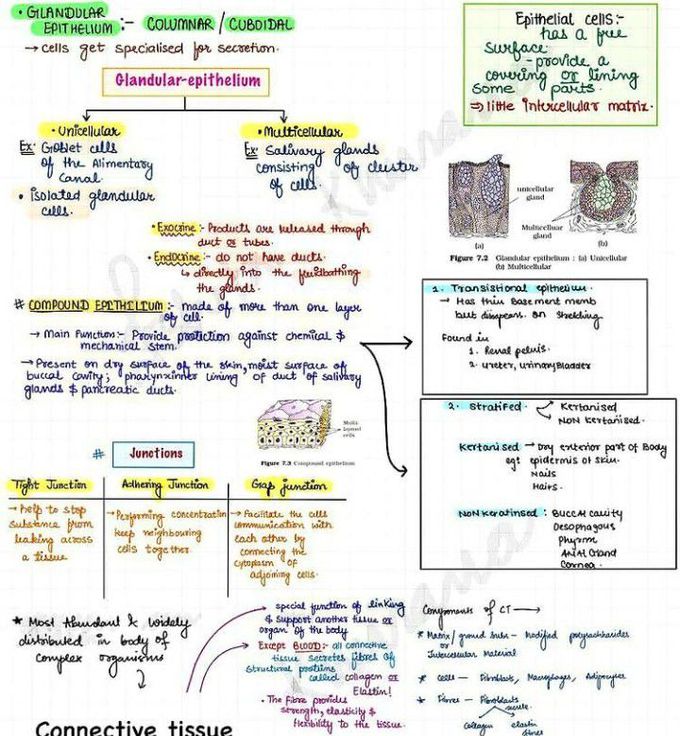 Epithelium and connective tissue