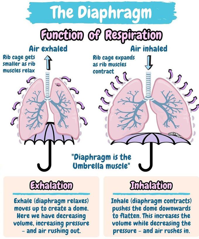 Diaphragm V