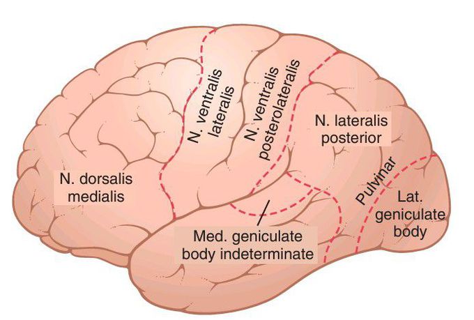 Cerebral cortex