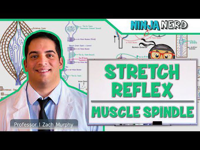 Spinal Cord: Stretch Reflex