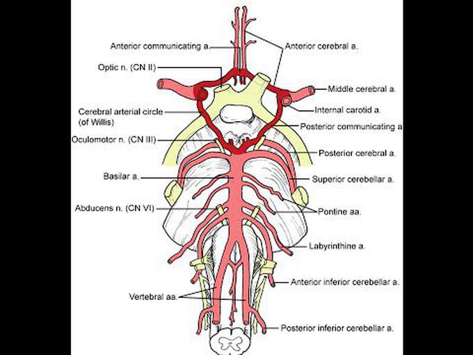 Introduction to the cranial cavity