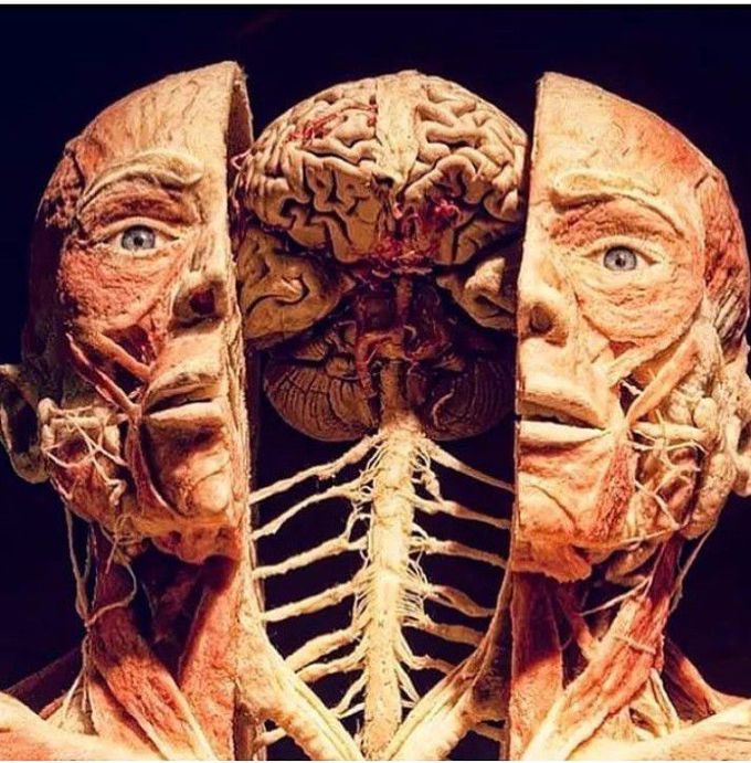 Anatomy Of Human Body