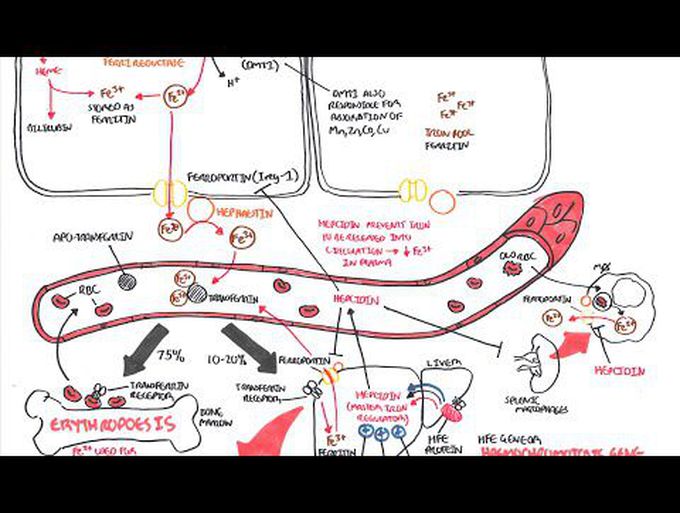 Iron Physiology