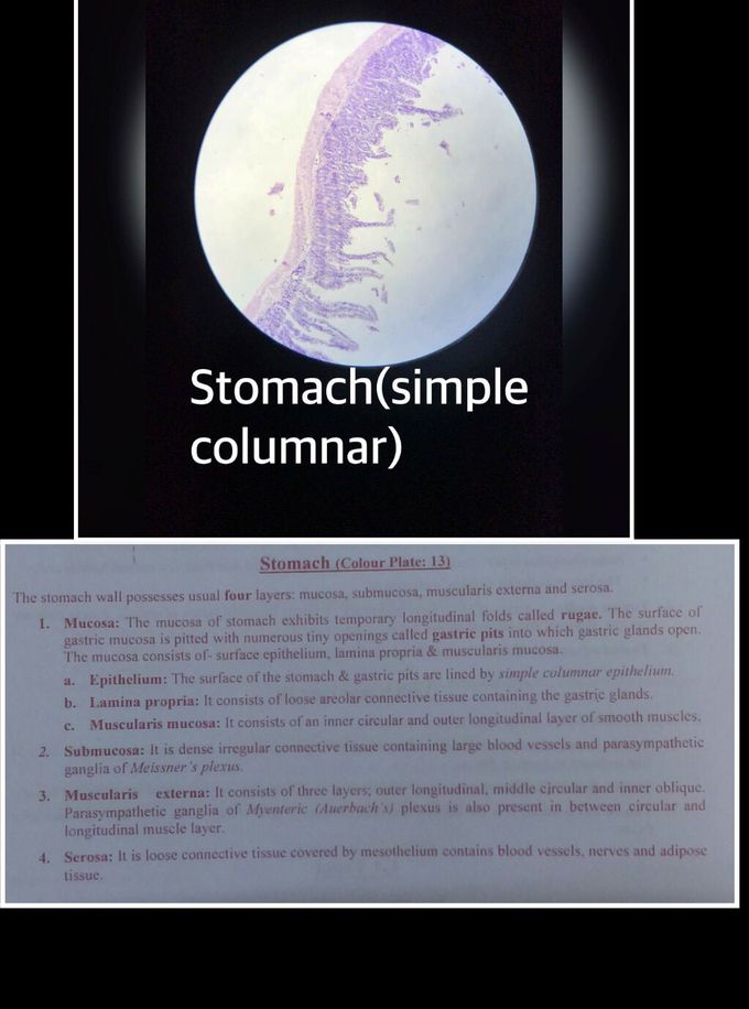 Microscopic structure of stomach!!!
