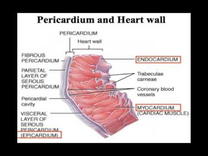 Heart Histology: Overview