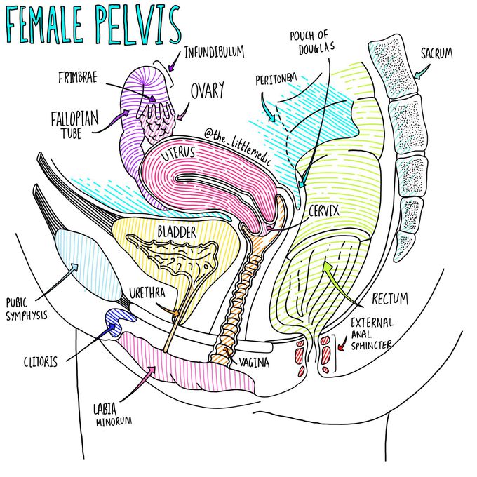 Female pelvis anatomy
