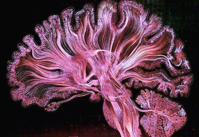 Brain 🙌🏽