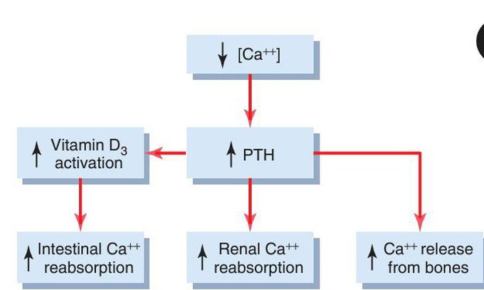 Compensatory mechanisms to increase calcium