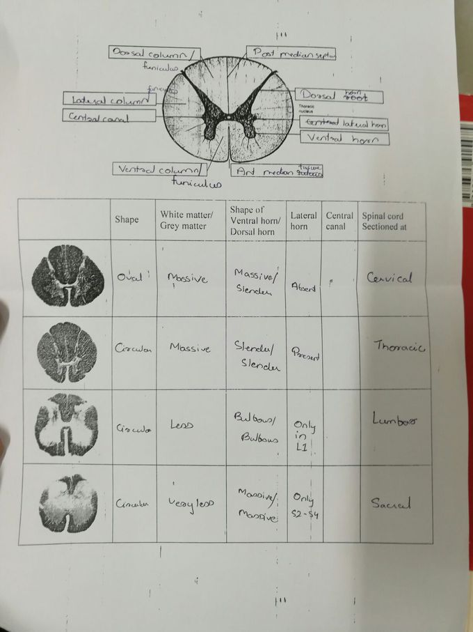 Sections of spinal cord