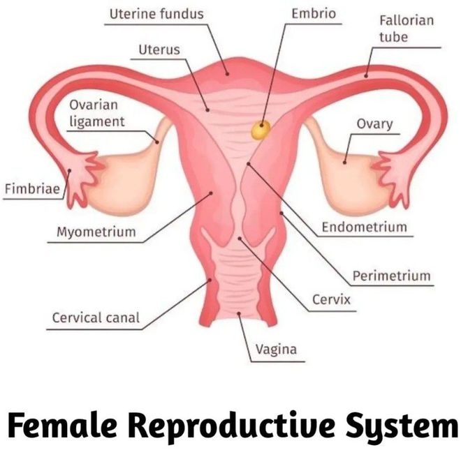 Female Reproductive System