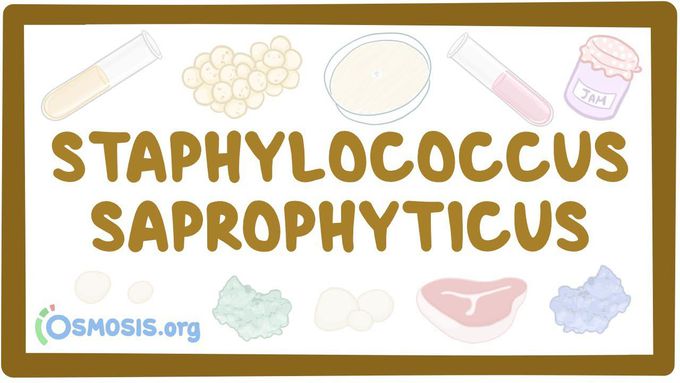 Staphylococcus saprophyticus - causes, symptoms, diagnosis, treatment, pathology