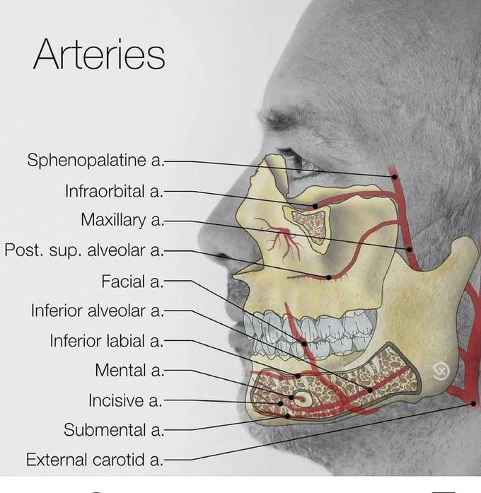 Arteries of the Face