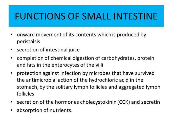 functions-of-small-intestine-medizzy