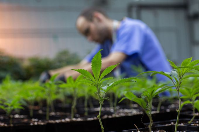 Medical marijuana patients report reduction in use of prescription drugs