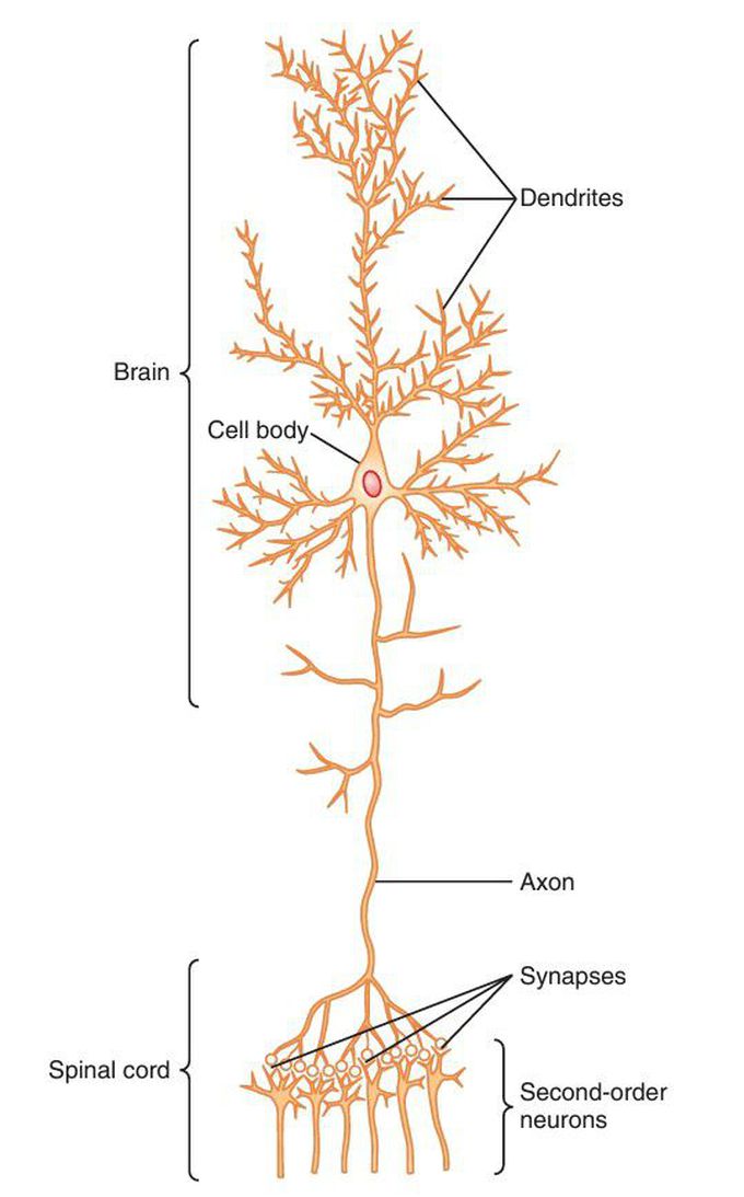 Neuron