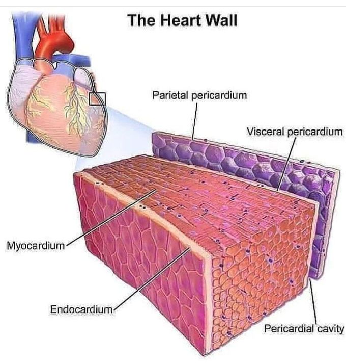 Heart Walls