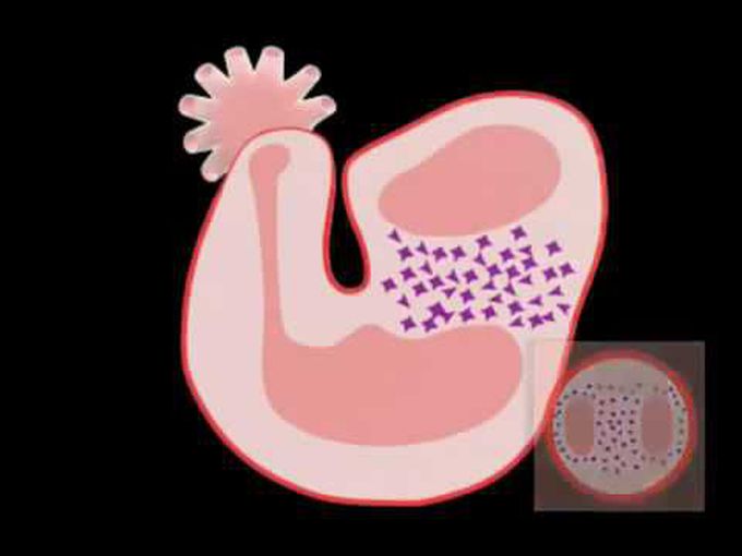 Heart Development Animation