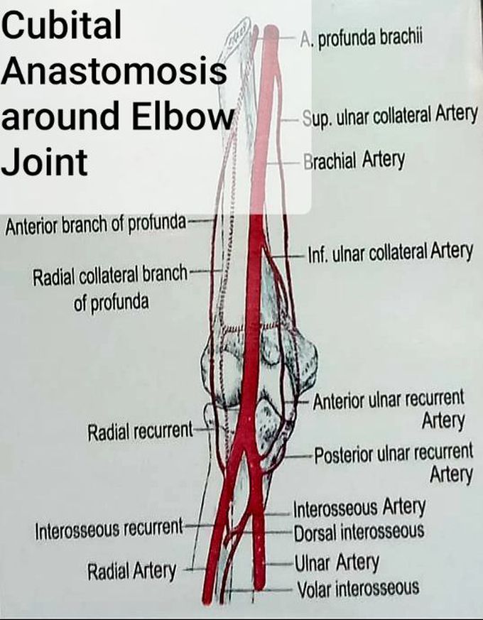 Cubital Anastomosis around Elbow Joint