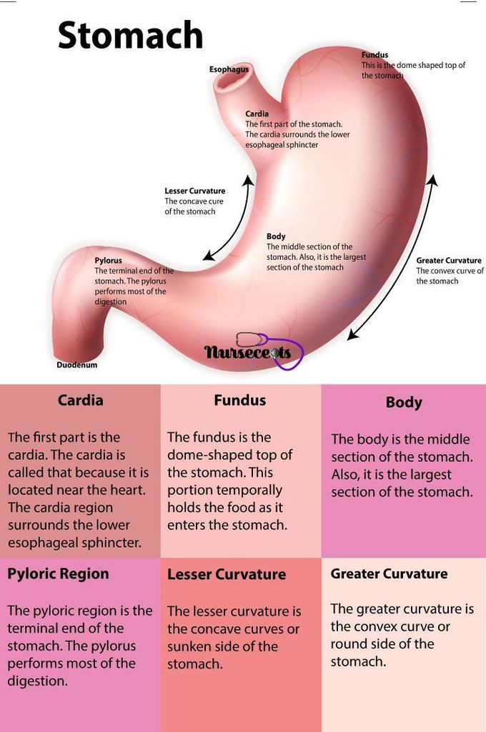 Stomach