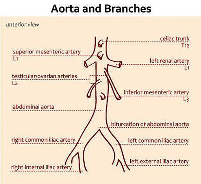 abdominal aorta celiac trunk