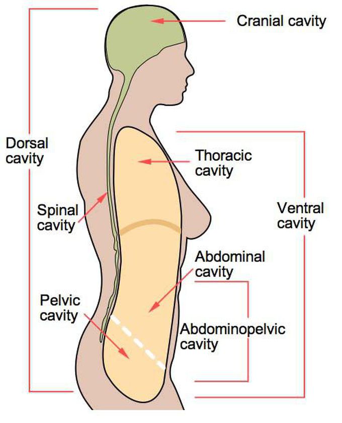 Cavity