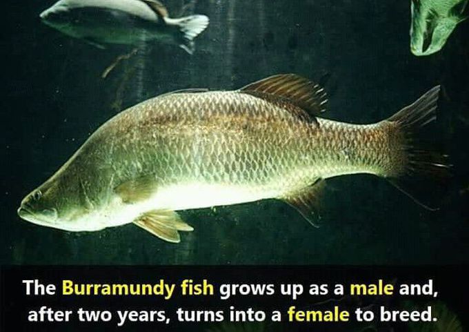 Burramundy 🐠 fish