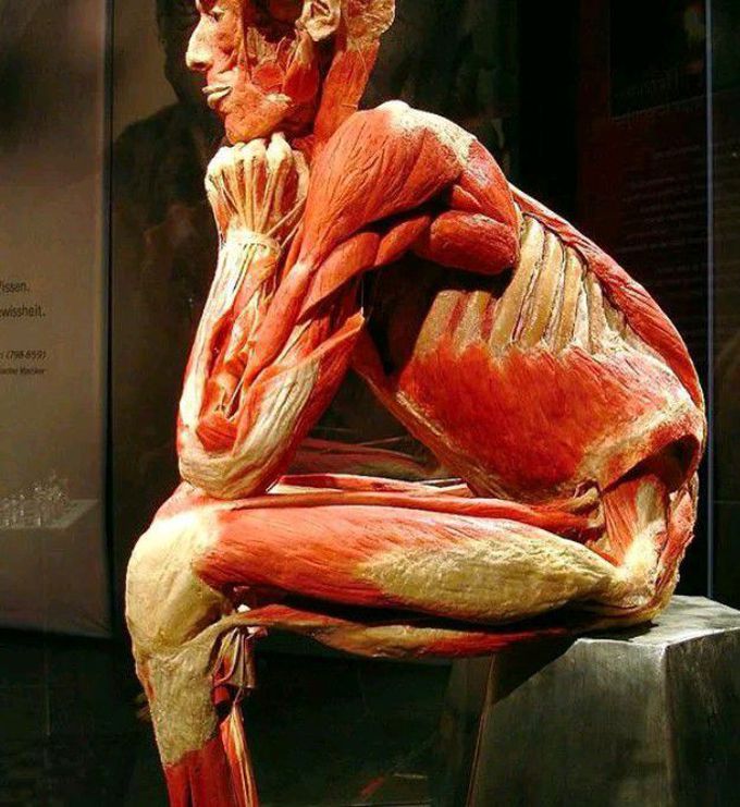 Muscular man