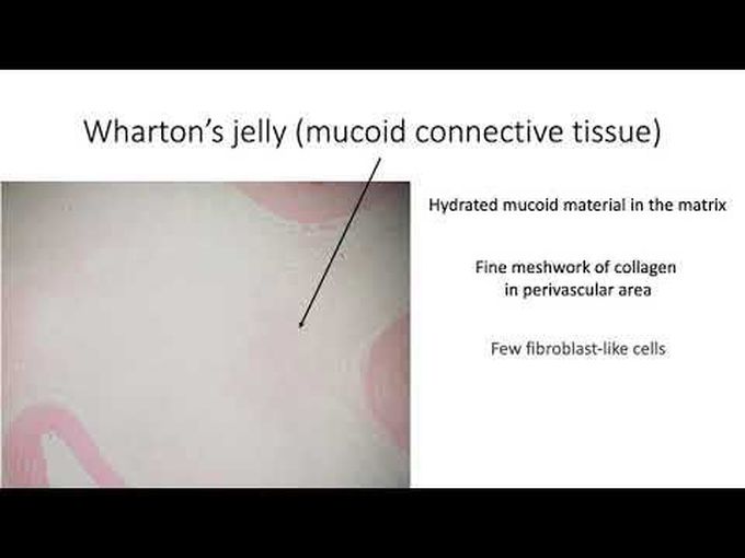 Histology- Umbilical cord