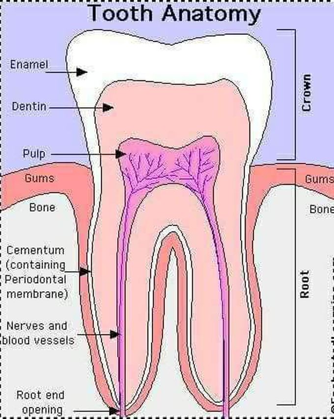 Tooth Anatomy