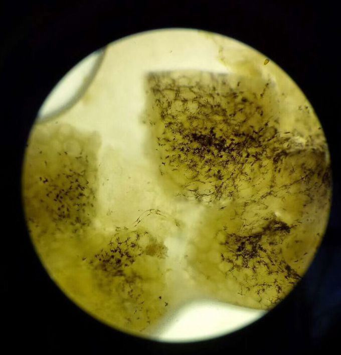 Which cell is this this?