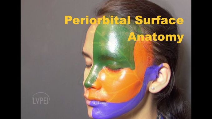 Surface anatomy of the Periorbital Region: A Beginner's guide