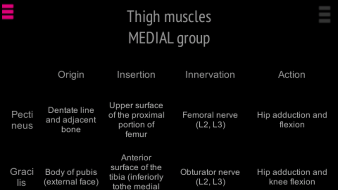 Thigh muscles,medial group