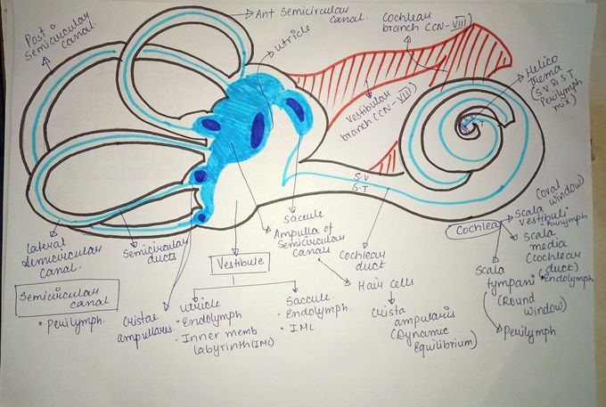 Anatomy of ear