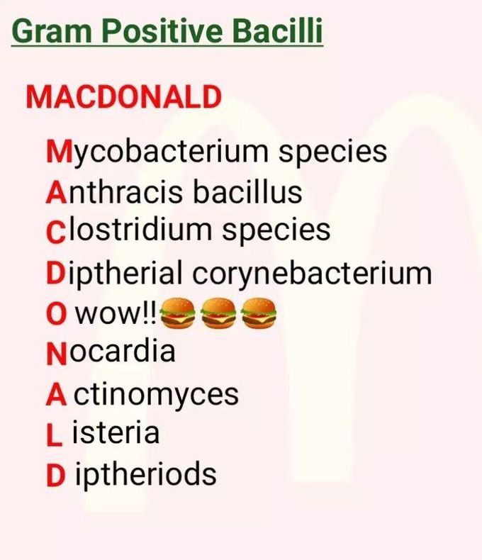 Gram Positive Bacilli