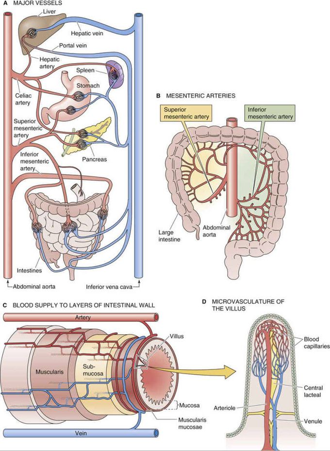 Porto systemic anastomosis