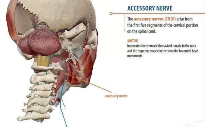 Accessory Nerve