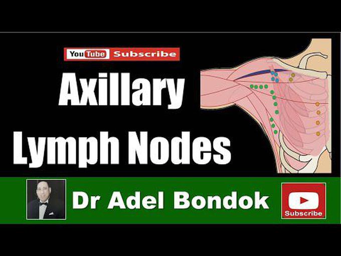 Axillary lymph nodes