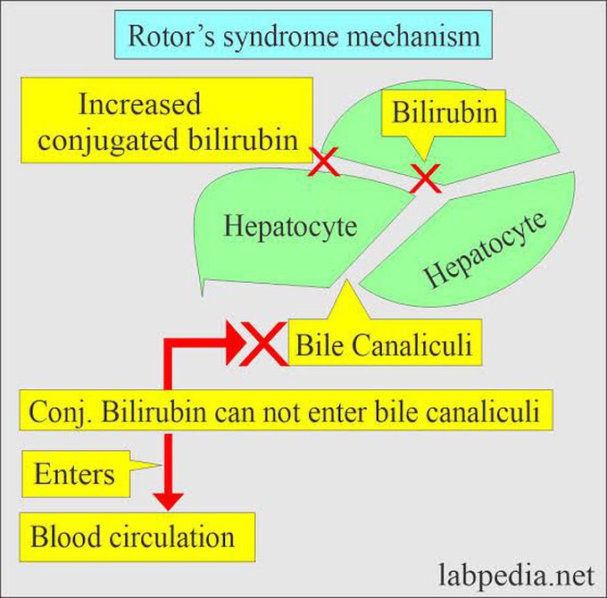 Rotor's syndrome mechanism